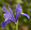 Purple Iris